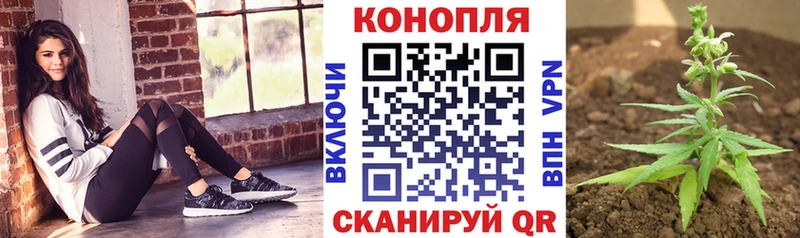 Купить где  Кедровый  Конопля OG Kush 